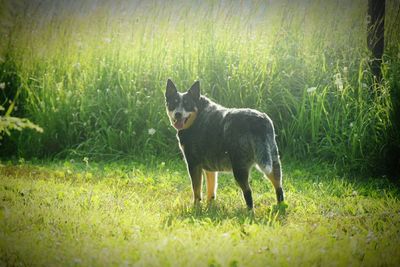 Dog on field