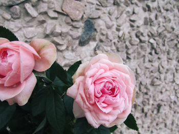 High angle view of rose bouquet