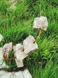 High angle view of mushroom growing on field