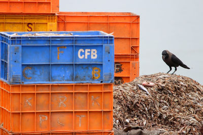 Low angle view of bird perching on roof