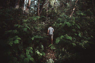 Rear view of man walking in forest