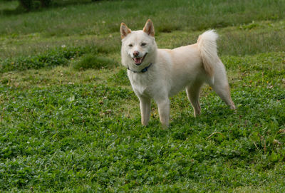 Shiba inu on grassy field