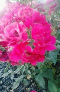 Close-up of pink flowers