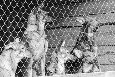 View of monkey in cage at zoo