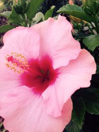 Close-up of pink hibiscus flower