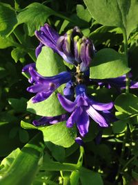 Close-up of purple flowers