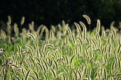The sunshine green bristlegrass adds to the feeling of summer.