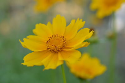 Close-up of yellow flower blooming outdoors