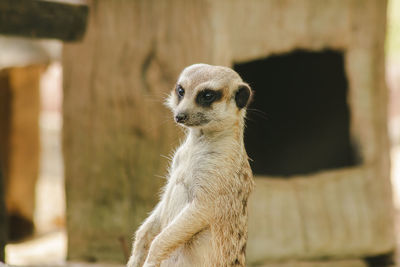 Close-up of a monkey looking away