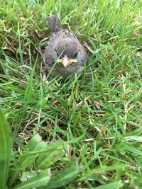 High angle view of a bird on field