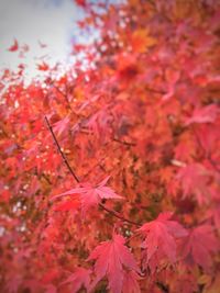 Autumn leaves on tree