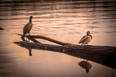 Bird perching on lake at sunset