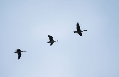 Low angle view of canada geese flying against clear sky