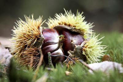 Close-up of chest nut lying on field