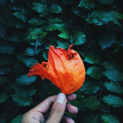 Close-up of hand holding flower