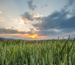 Scenic view of field against cloudy sky