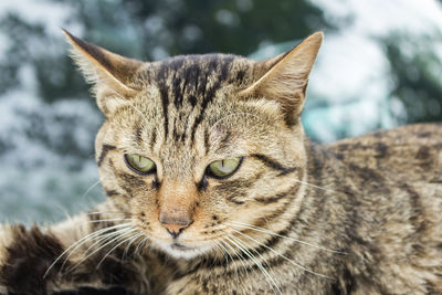 Close-up portrait of a cat