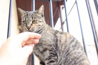 Close-up of tabby cat