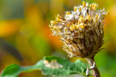 Close-up of yellow flowering plant