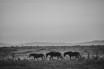 Horses grazing in the field