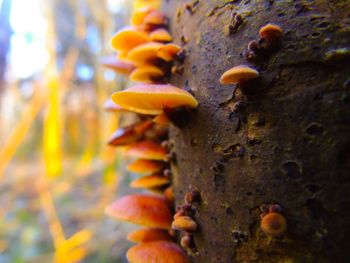 Close-up of mushrooms growing on tree trunk