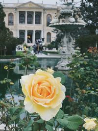 Close-up of rose roses