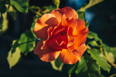 Close-up of rose plant