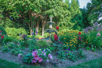 View of flowering plants in garden