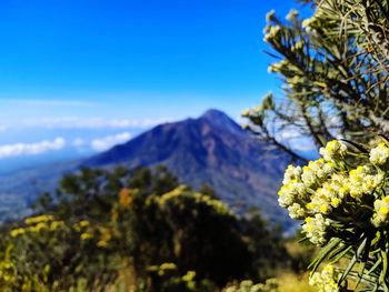 Beautiful edelweis flower from merbabu mountain view merapi volcano 