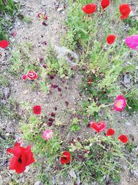 Close-up of red poppy flower in field