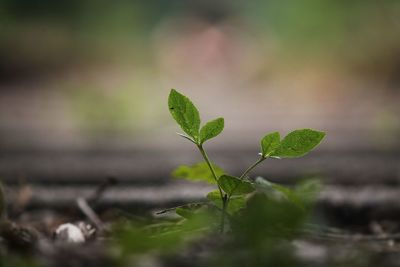 Close-up of plant growing on field