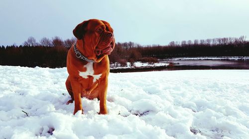 Dog on snow field against sky