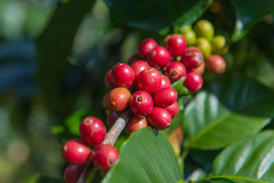 Close-up of red berries growing on tree