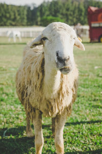 Portrait of sheep standing on field