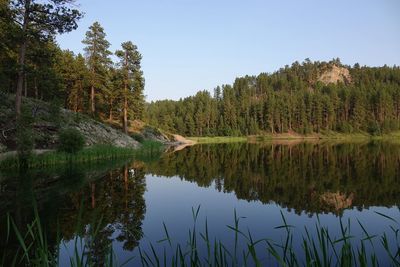 Scenic view of lake by trees in forest against sky