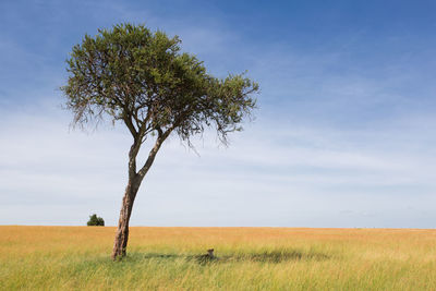 Tree in field against sky