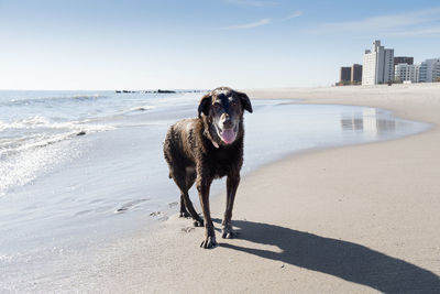 Portrait of dog standing at beach against sky during sunny day