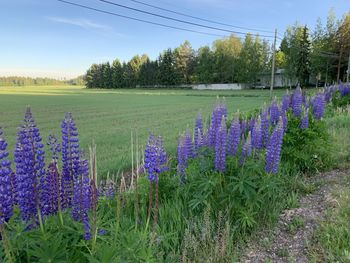 Purple flowering plants on field against sky