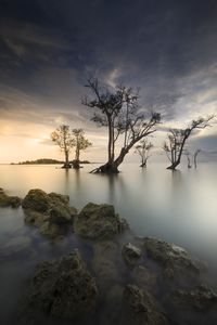 Bare trees by rocks against sky during sunset