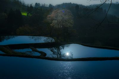 Reflection of trees in water