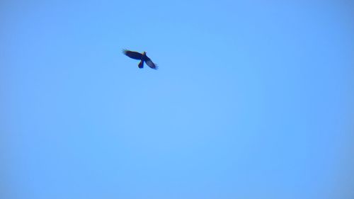 Low angle view of bird flying against clear blue sky