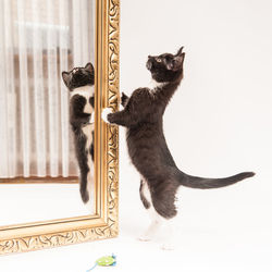 Cat against white background