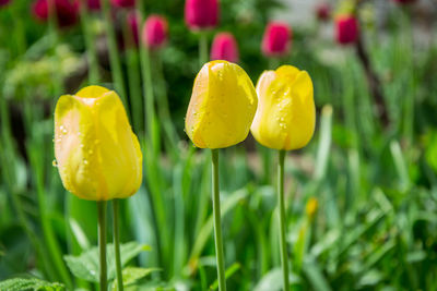 Close-up of yellow flowering plant on field