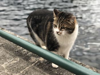 Close-up of cat sitting outdoors