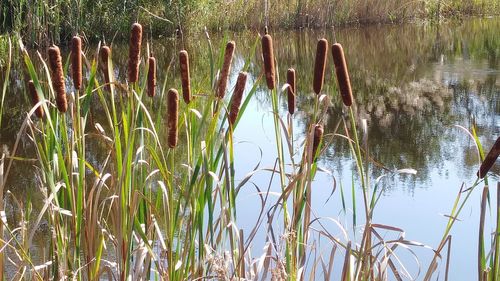 Plants growing in lake