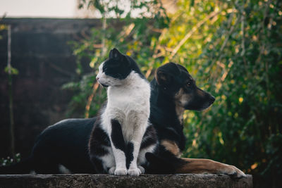 Dog and cat looking away