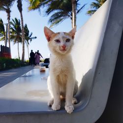 Portrait of cat sitting outdoors