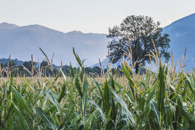 Plants growing on field against sky