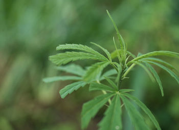 Cannabis plant