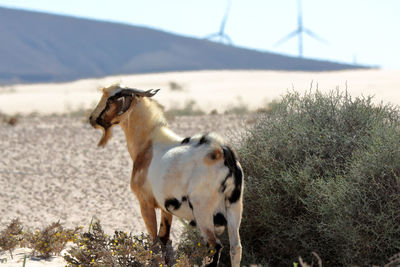 View of a horse on field